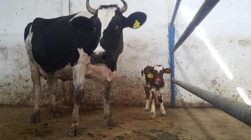 ASÜ’de embriyo transferinin ilk buzağısı dünyaya geldi