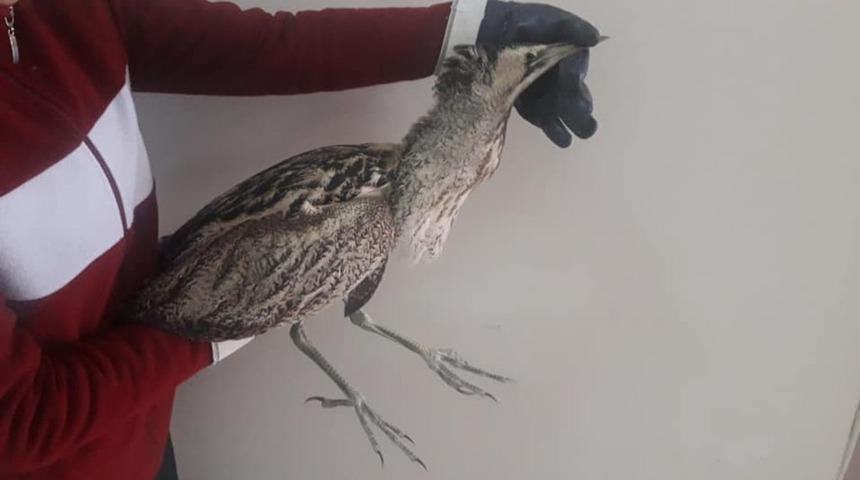 Kars&rsquo;ta yaralı Balaban kuşu tedavi altına alındı