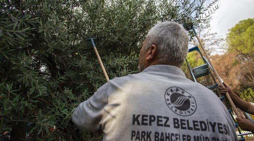 Dokumapark’ta zeytin hasadı