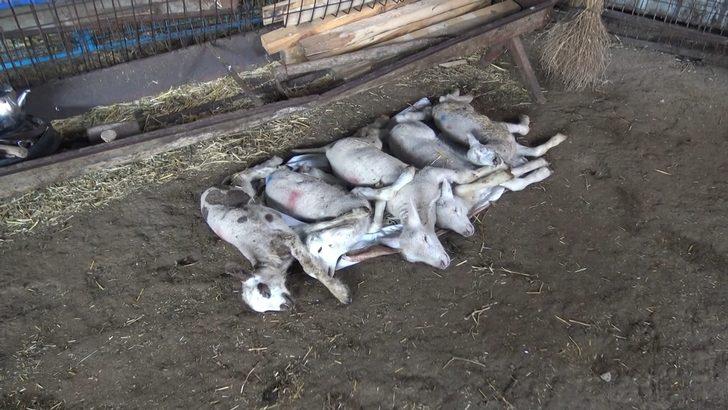 Bursa'da köyde esrarengiz kuzu ölümleri G1