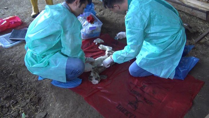 Bursa'da köyde esrarengiz kuzu ölümleri G2