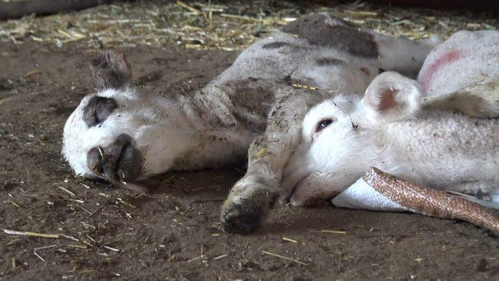 Bursa'da köyde esrarengiz kuzu ölümleri G3