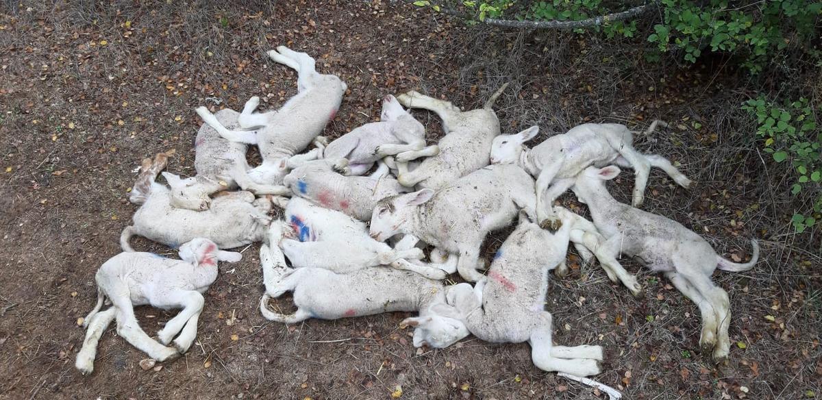 Bursa'da k&ouml;yde esrarengiz kuzu &ouml;l&uuml;mleri