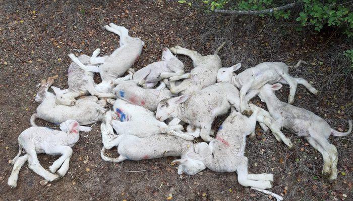 Bursa'da köyde esrarengiz kuzu ölümleri
