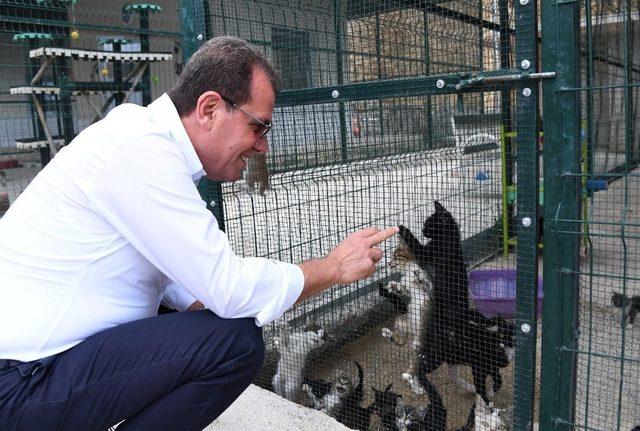 Mersin’de 6 ayda 723 kedi ve bin 583 köpeğin tedavisi yapıldı