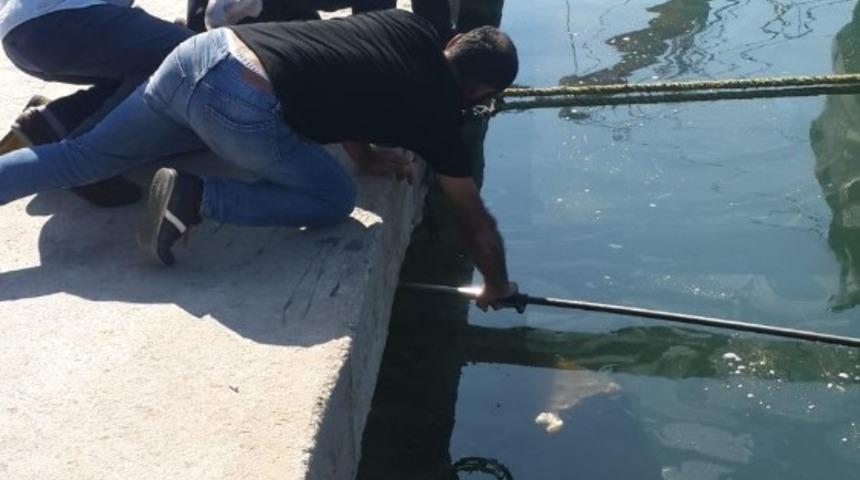 Denize d&uuml;şen kediyi itfaiye ekipleri kurtardı