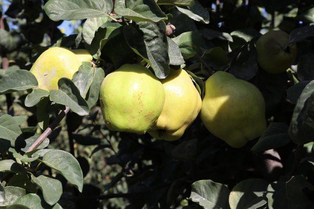 Denizli'de ayva hasadı başladı