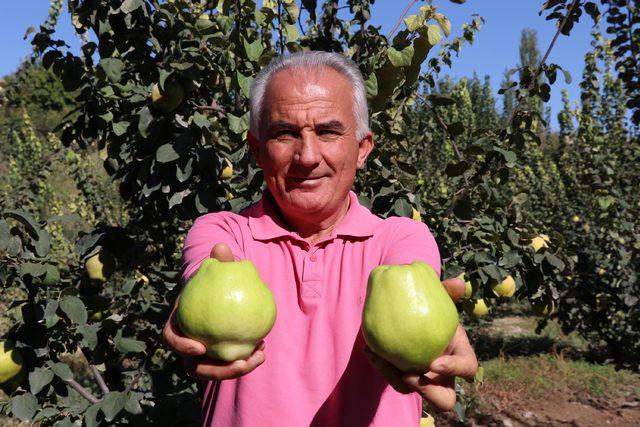 Denizli'de ayva hasadı başladı