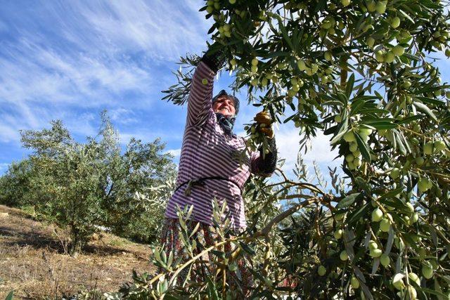 Antalyalı girişimci hibe ile sofralık zeytin fabrikası kurdu