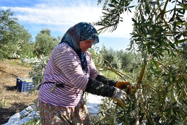 Antalyalı girişimci hibe ile sofralık zeytin fabrikası kurdu