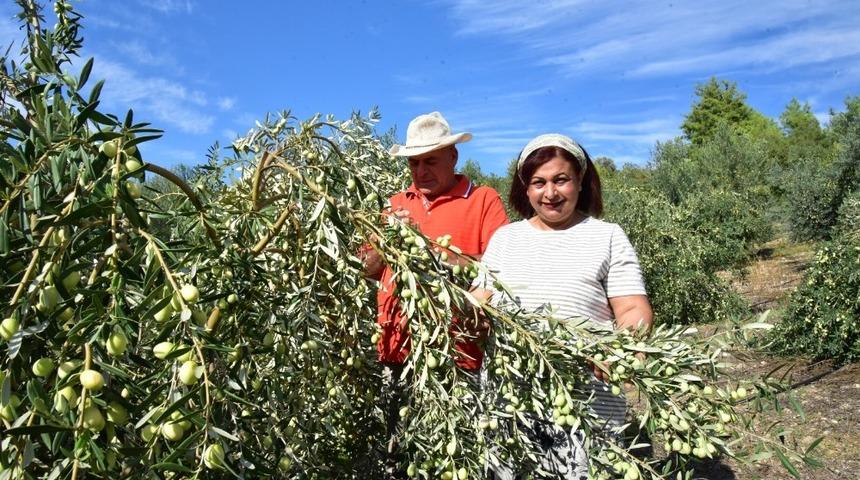 Antalyalı girişimci hibe ile sofralık zeytin fabrikası kurdu