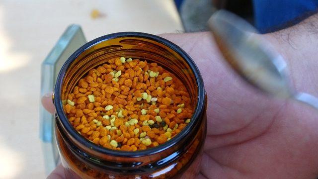 İçinde 70’e yakın vitamin olan şifa kaynağı polenin bilinmeyen yönleri