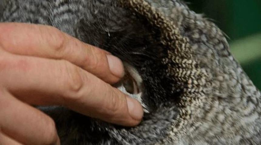 Baykuşların da kulakları olduğunu biliyor muydunuz? 