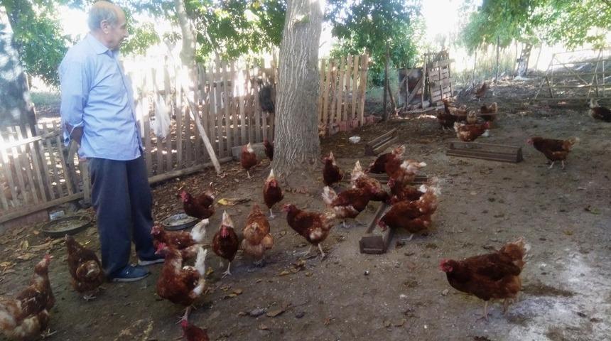 Emekli iş&ccedil;i kurduğu tavuk &ccedil;iftliğinde organik yumurta &uuml;retiyor