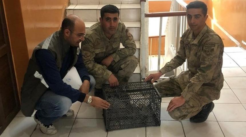 G&uuml;rpınar ve Gevaş&rsquo;ta kafes avcıları jandarmaya takıldı