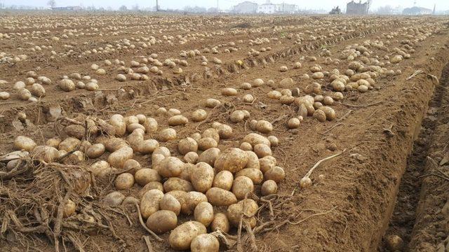 Patates üreticisinde 1,5 lira beklentisi