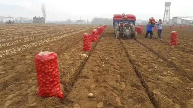 Patates üreticisinde 1,5 lira beklentisi