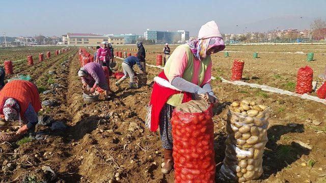 Patates üreticisinde 1,5 lira beklentisi