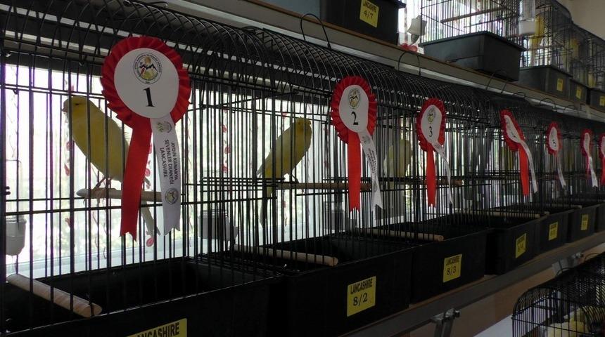 Aydın&rsquo;da d&uuml;zenlenen Kanarya Festivali renkli g&ouml;r&uuml;nt&uuml;lere sahne oldu