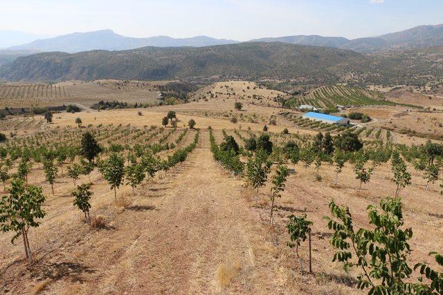Erzincan’da ceviz üretimi her geçen gün artıyor