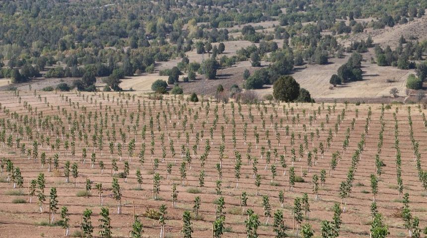 Erzincan’da ceviz üretimi her geçen gün artıyor