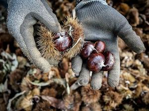  Bursa kestanesinde erken hasat