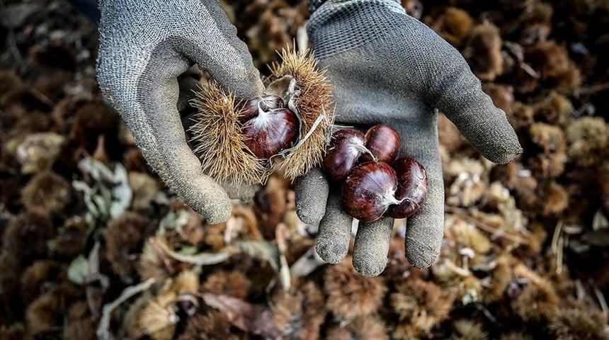  Bursa kestanesinde erken hasat