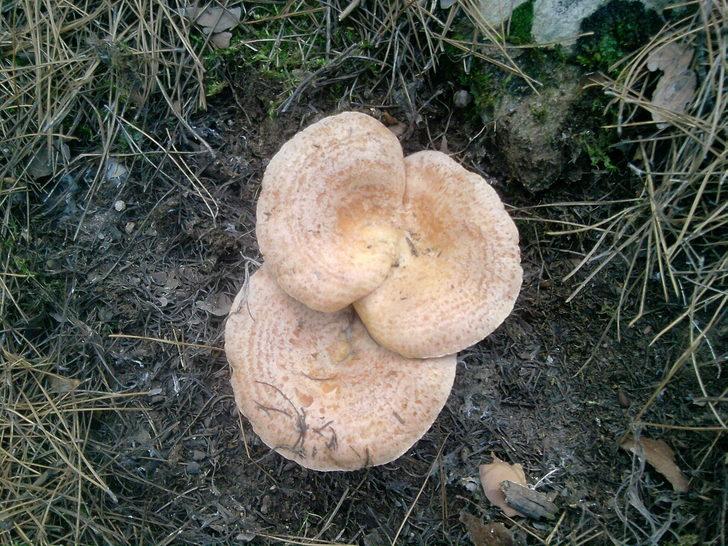 Çıntar mantarı nedir? Çıntar mantarı faydaları nelerdir? İşte çıntar mantarı tarifi G1