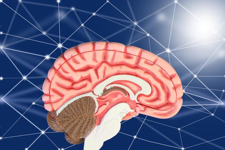 Çıntar mantarı nedir? Çıntar mantarı faydaları nelerdir? İşte çıntar mantarı tarifi G3