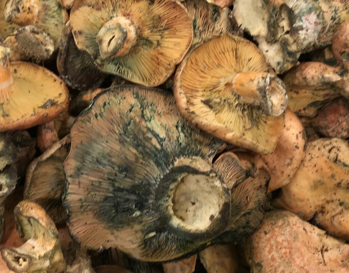 &Ccedil;ıntar mantarı nedir? &Ccedil;ıntar mantarı faydaları nelerdir? İşte &ccedil;ıntar mantarı tarifi