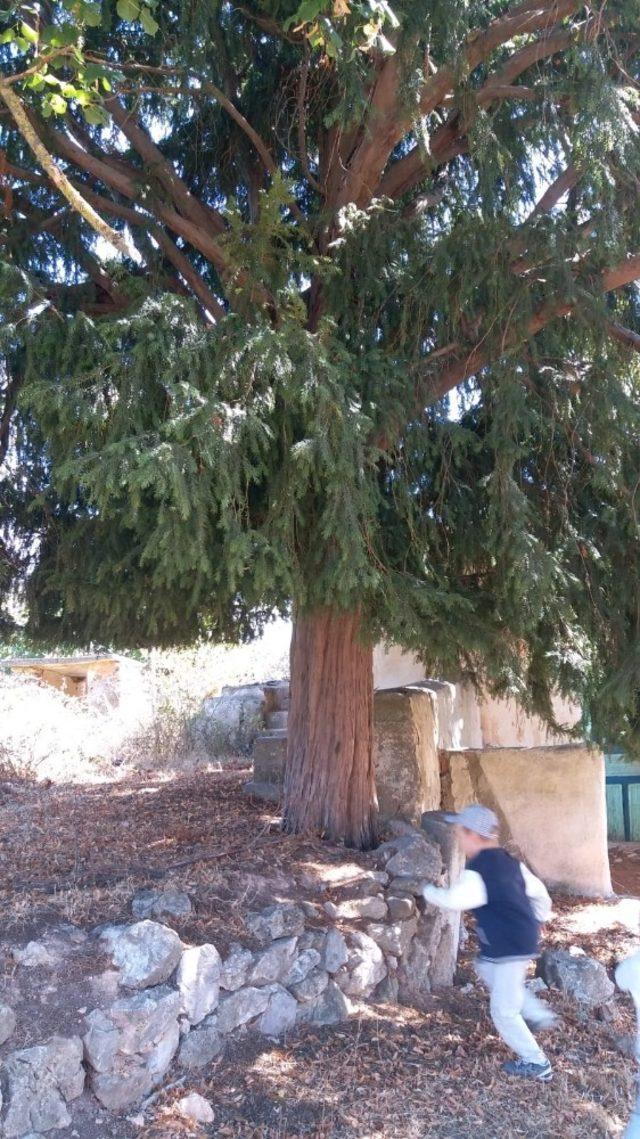 Bu ağaç Osmanlı Devletini gördü