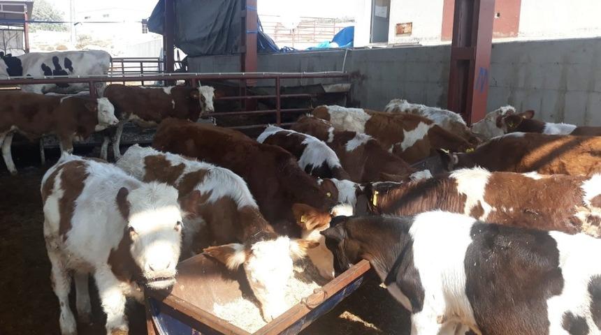 Karab&uuml;k&rsquo;te &ccedil;alınan hayvanlar Mersin&rsquo;de bulundu