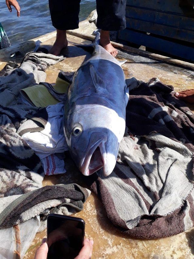 Sarıgerme’de 42 kiloluk Akya balığı görenleri şaşırttı