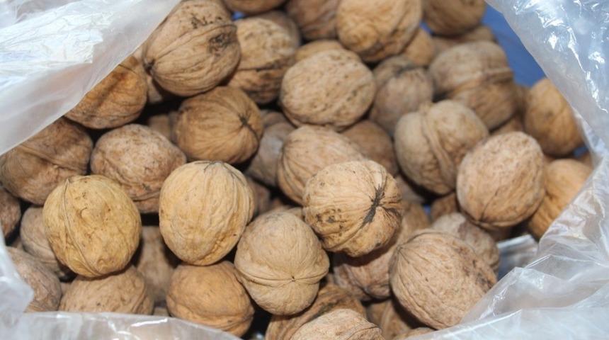 Iğdır&rsquo;da ceviz hasadı başladı