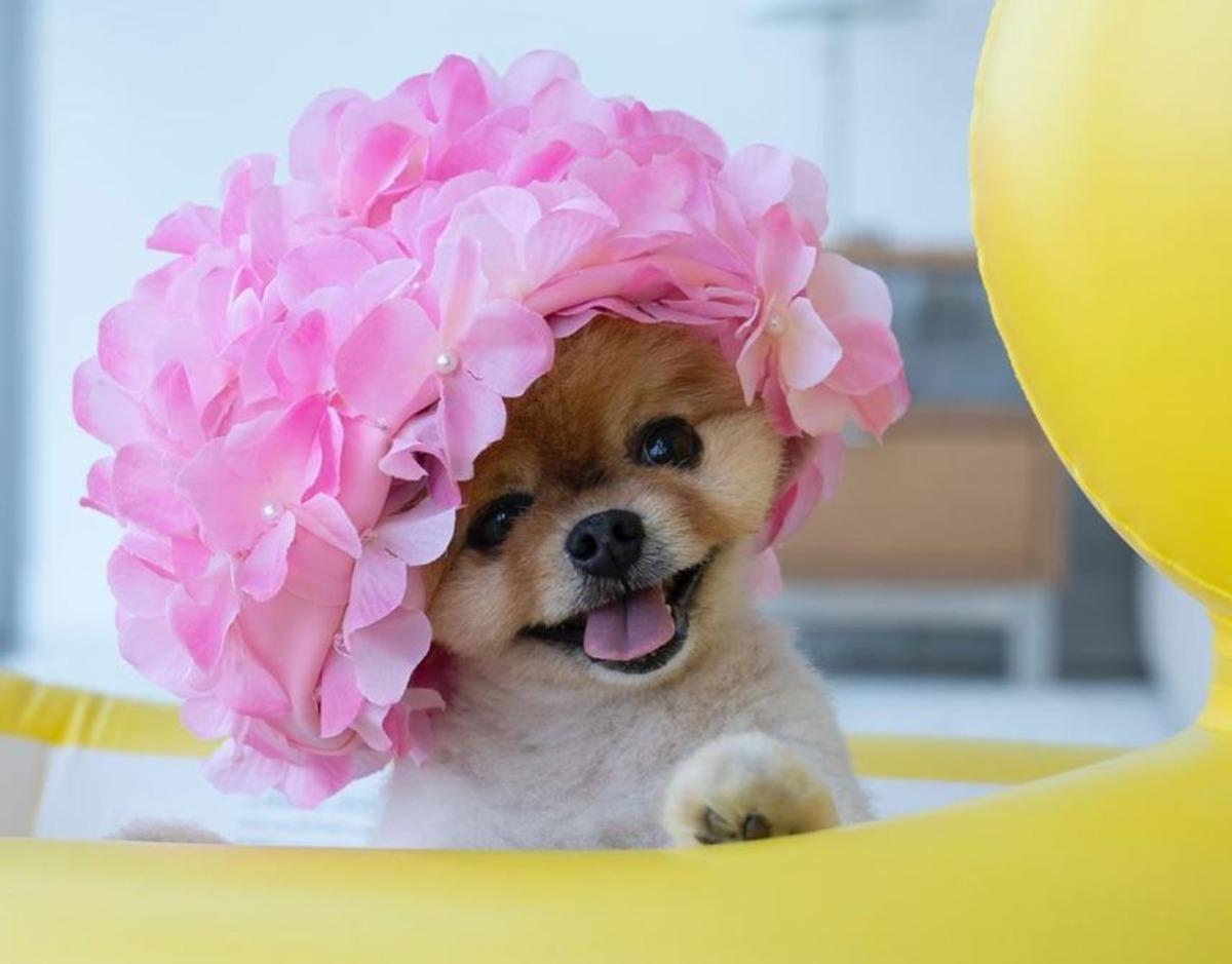 Tatlılıklarıyla kalbinizi yumuşatacak 10 sosyal medya fenomeni!