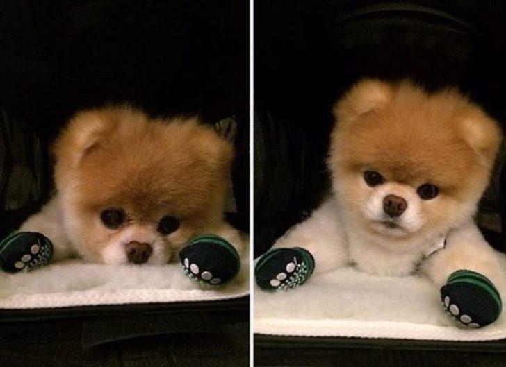 Tatlılıklarıyla kalbinizi yumuşatacak 10 sosyal medya fenomeni! G1