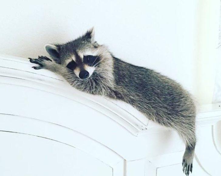 Tatlılıklarıyla kalbinizi yumuşatacak 10 sosyal medya fenomeni! G2