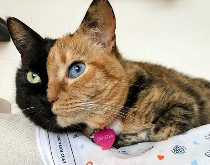 Tatlılıklarıyla kalbinizi yumuşatacak 10 sosyal medya fenomeni! G4