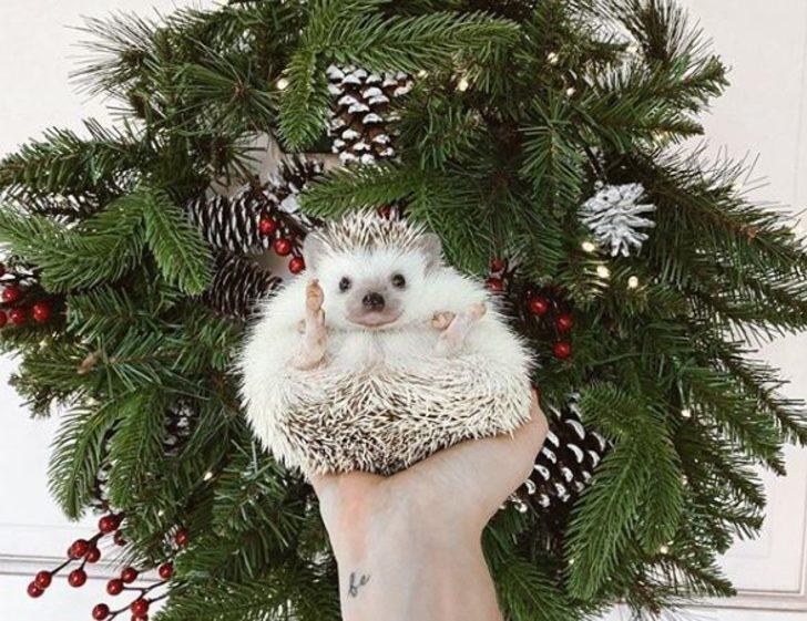 Tatlılıklarıyla kalbinizi yumuşatacak 10 sosyal medya fenomeni! G5