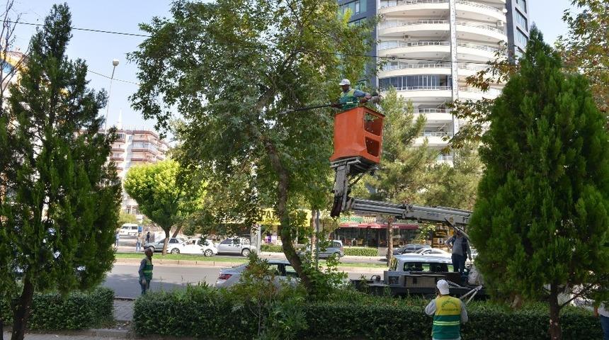 B&uuml;y&uuml;kşehir Belediyesi ağa&ccedil; budama &ccedil;alışması başlattı