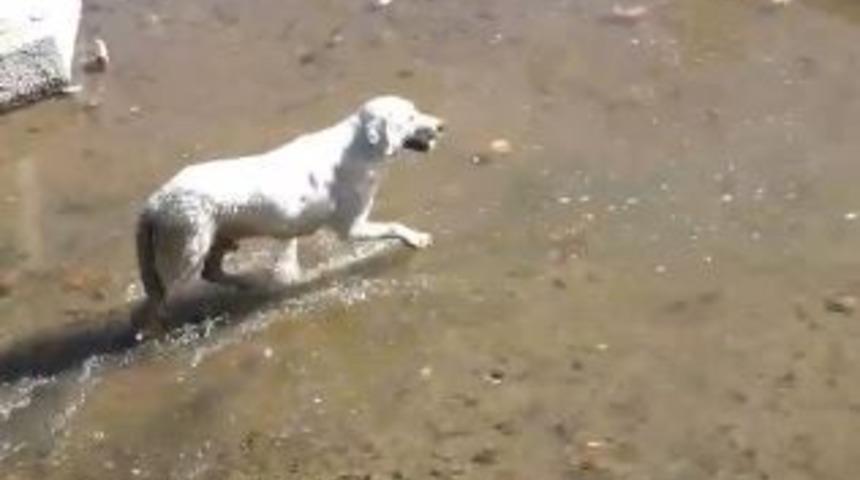 Elazığ&rsquo;da k&ouml;pek kurtarma operasyonu g&uuml;l&uuml;msetti