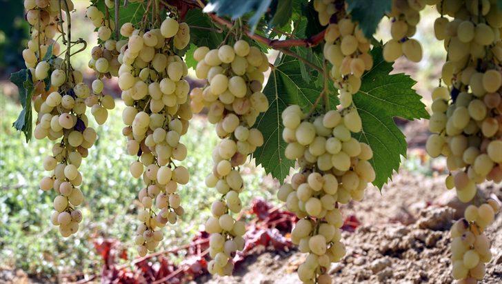 Bulama pekmezi nasıl yapılır? Üzümün bulamaya dönen lezzet yolculuğu G2