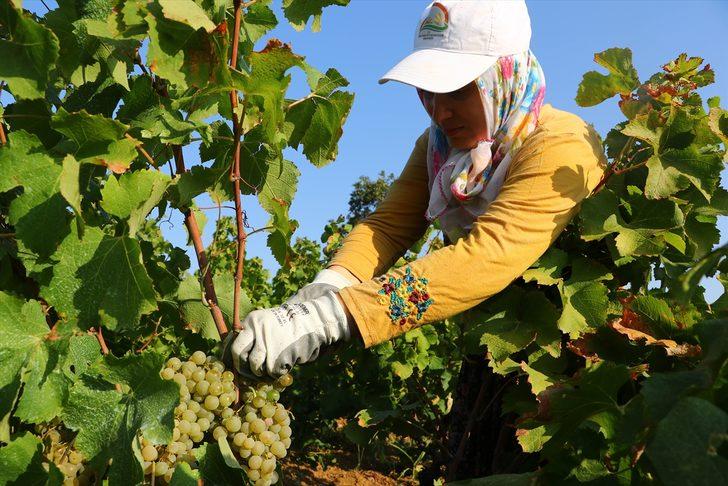 Bulama pekmezi nasıl yapılır? Üzümün bulamaya dönen lezzet yolculuğu G4