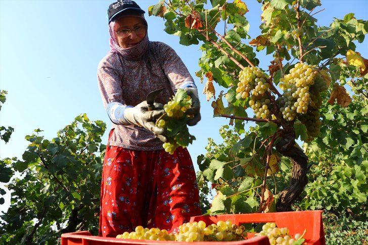 Bulama pekmezi nasıl yapılır? Üzümün bulamaya dönen lezzet yolculuğu G5