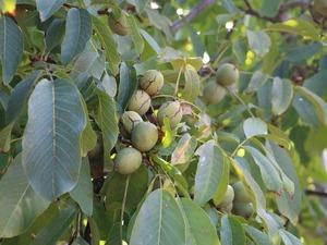 Kurduğu ceviz bahçesi ile köylülere ekmek kapısı oldu