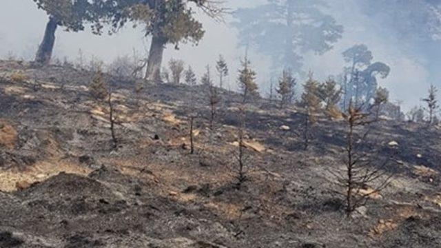Mersin’de orman yangını