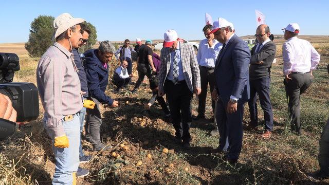 Yozgat'ta 6 çeşit yerli patatesin hasadı yapıldı