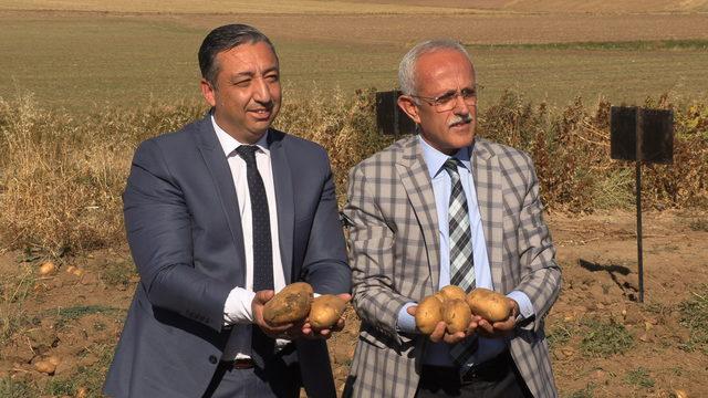 Yozgat'ta 6 çeşit yerli patatesin hasadı yapıldı
