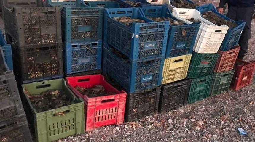 Isparta&rsquo;da 900 kilo kerevit ele ge&ccedil;irildi