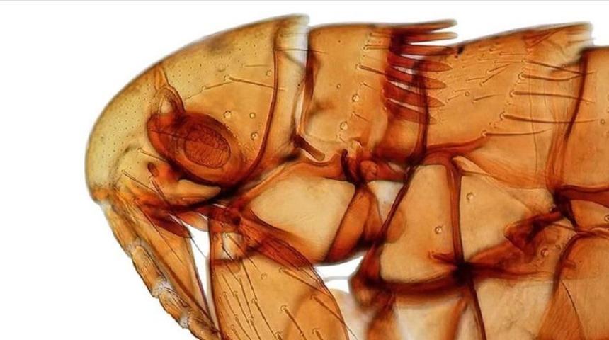 Türkiye'de keşfetti, kızlarının adını verdi!